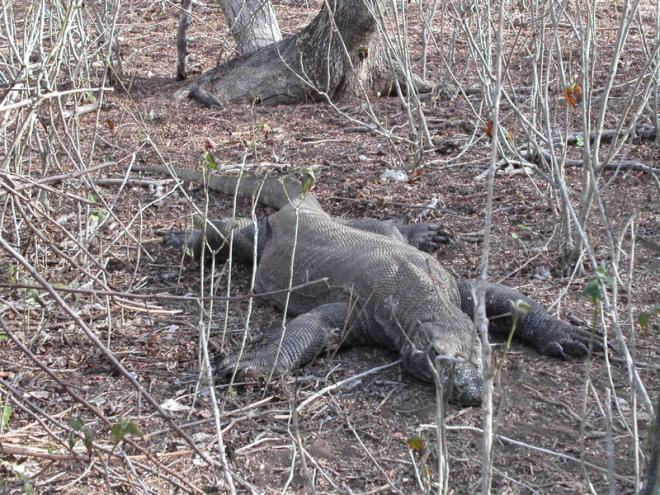 Parque Nacional de Komodo