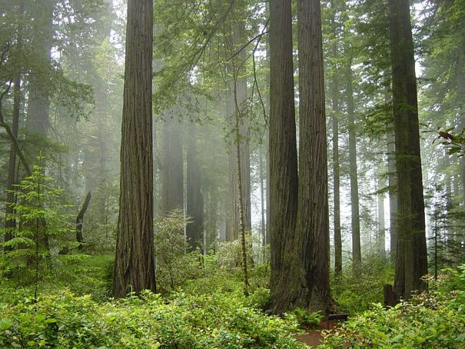 Parque Nacional de Redwood