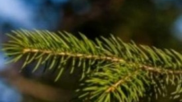 Gli alberi di Natale veri sono cosostenibili 