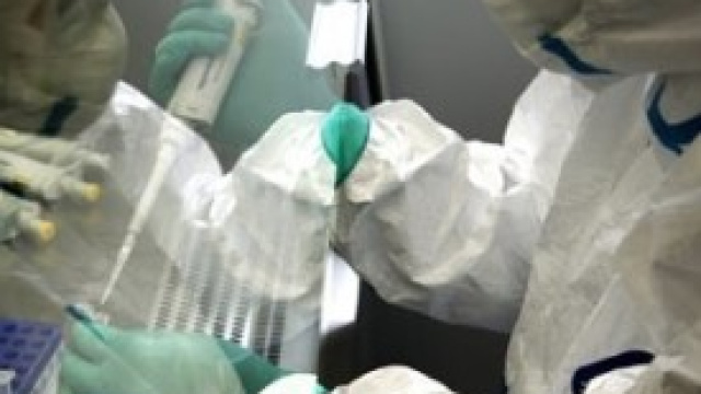 Influenza aviaria, torna la paura