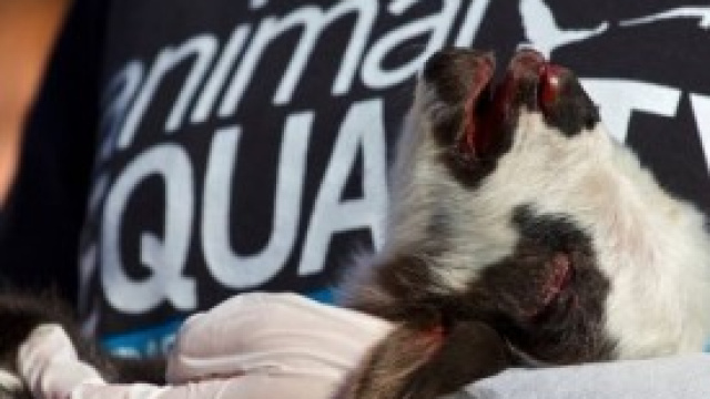 Manifestazione animalista