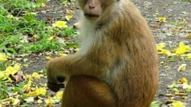 Studi sull'intelligenza animale