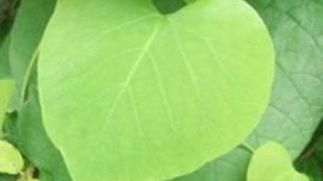 Rimedi naturali contro i malanni di stagione.