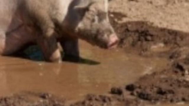 Roma: allarme rifiuti, maiali per strada