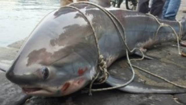 Squalo a Portici in provincia di Napoli