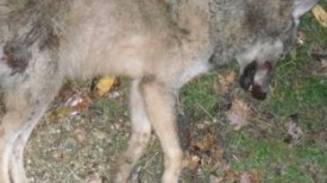 Il corpo del sesto lupo ucciso