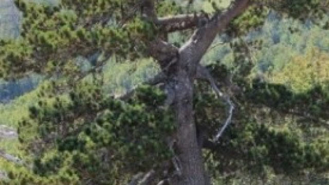 il pino Loricato sul Pollino