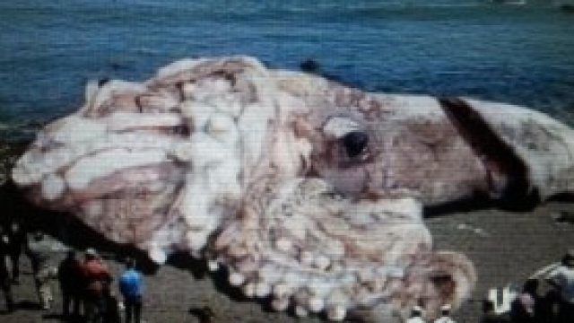 Il polipo gigante trovato a Santa Monica 