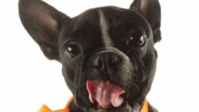 Sconti sulla Tares per chi adotta un cane