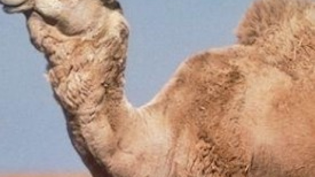 Un esemplare di dromedario