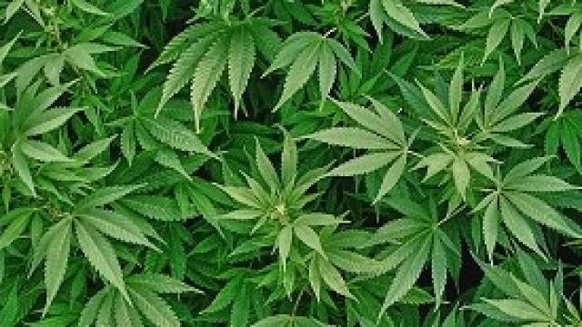 La marijuana andrebbe legalizzata?