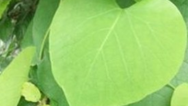 Tian Qi, l'erba cinese per prevenire il diabete.