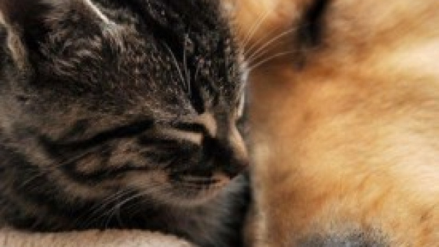 Gli animali aiutano a vivere meglio