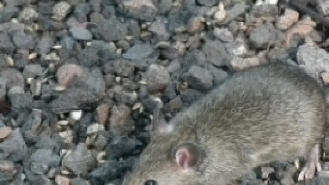 il topo pu&ograve; trasmettere la leptospirosi