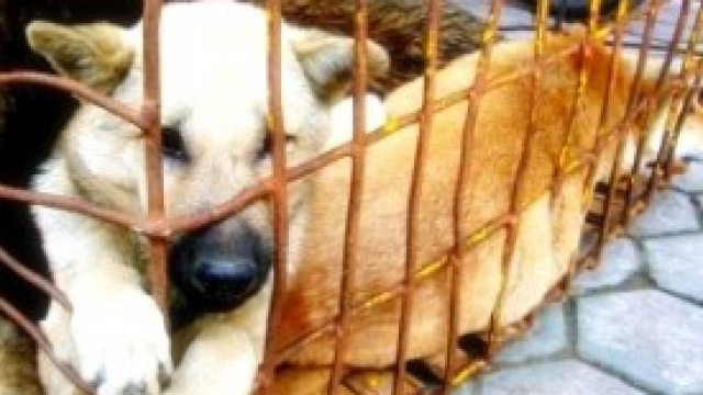 Carne di cane legale in Italia?