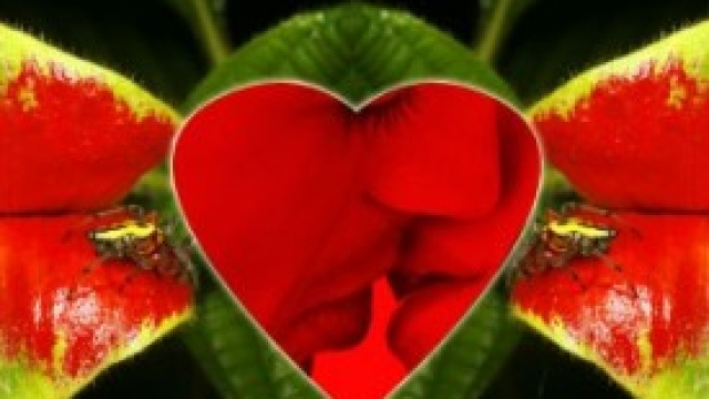 San Valentino: la Rosa dell'amore 