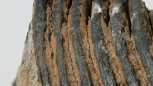 Un dente di Mammut del Mesolitico 