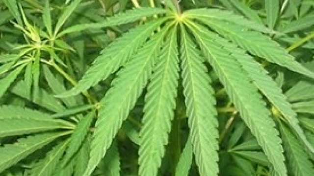 Puglia, si alla sperimentazione a base di cannabis