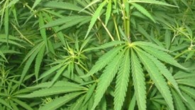 Importante decisione della regione Puglia