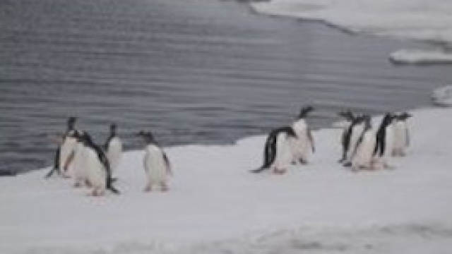 Crociere antartiche: fenomeno in crescita
