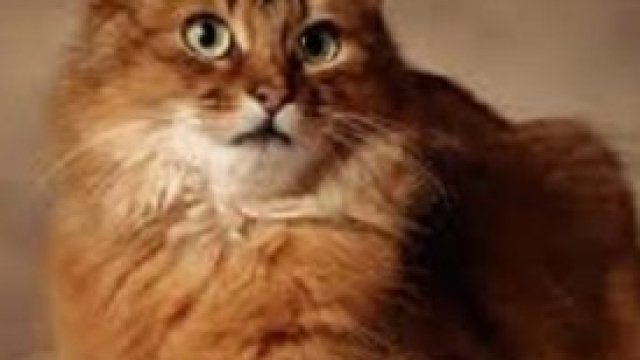 Gatto dei Neko Caf&egrave;, il bar con i gatti