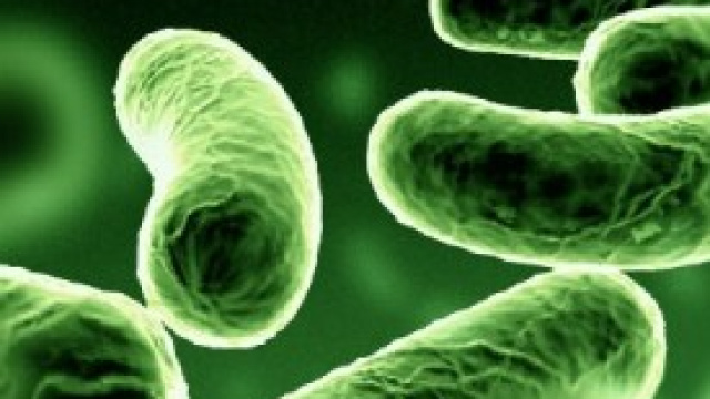 Batteri analizzati al microscopio