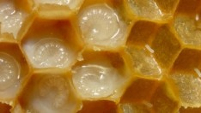 Deli Bal, miele di rododendro dalla Turchia