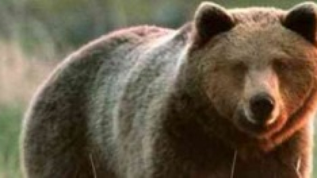 L'orsa Daniza, uccisa da un sedativo