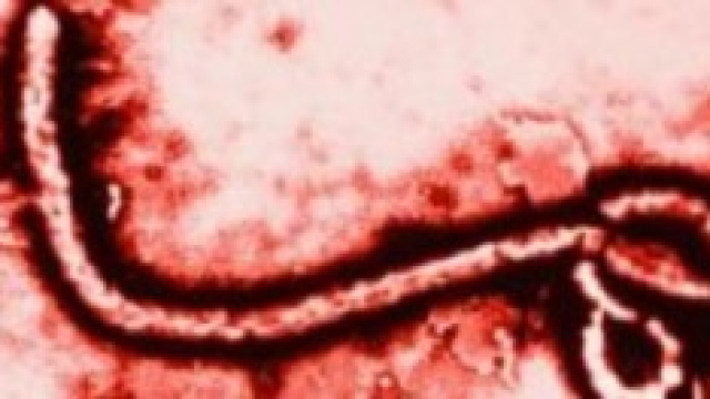 Ebola, sale il rischio per la popolazione