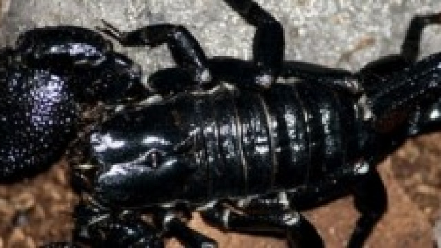Un'immagine dello scorpione nero