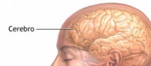 El cerebro humano a&uacute;n guarda muchos secretos