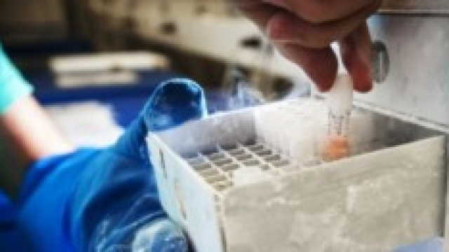 La pratica del congelamento degli ovuli