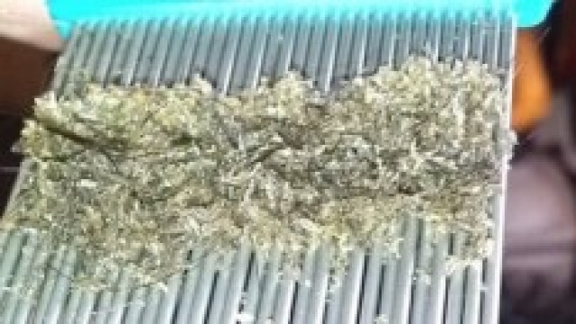 Il pettine a denti stretti pieno di pidocchi