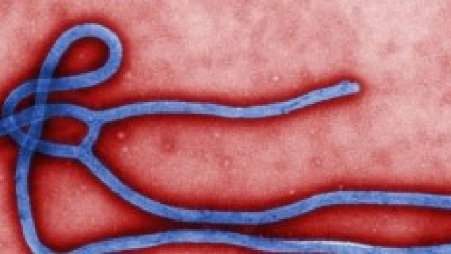 News Ebola in Italia: possibile contagio aereo