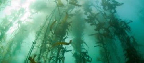 Imagen del cultivo de algas en cuerdas