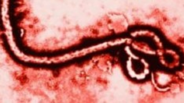 Ebola, aggiornamenti del 20 ottobre 2014