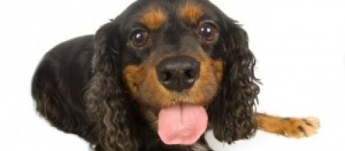 C&atilde;es adoram brincar e se divertir!