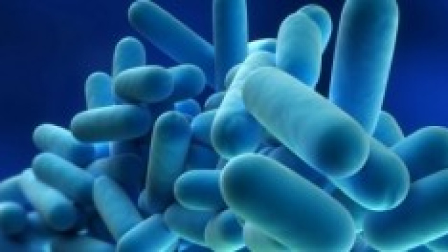 Simulazione grafica del virus Legionella