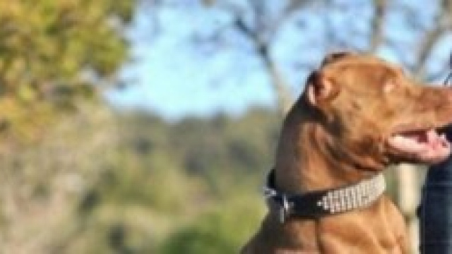 Il cane, era uscito per la passeggiatina serale