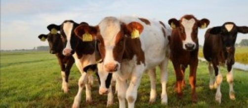 Conhe&ccedil;a o caso Boimate da revista Veja 