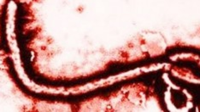 Ebola, mappa contagio OMS