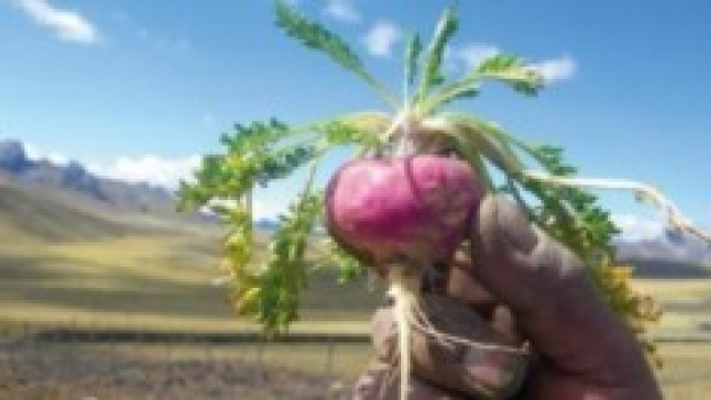 Maca, il frutto che si trova in Per&ugrave;