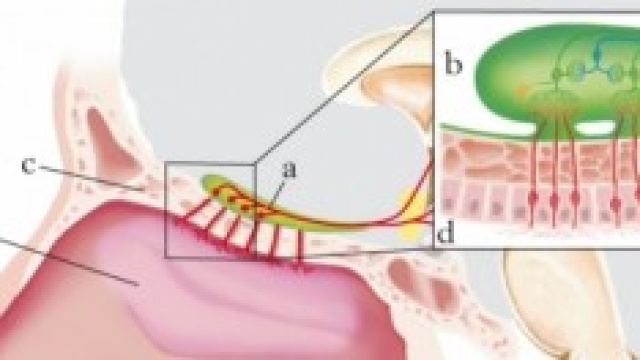 Ricostruzione grafica dell'olfatto