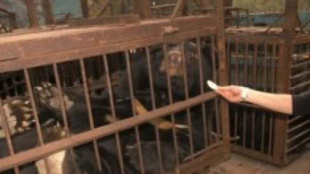 Sfruttamento degli orsi per estrarre la bile