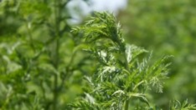 Artimesina annua, considerata l'erba magica