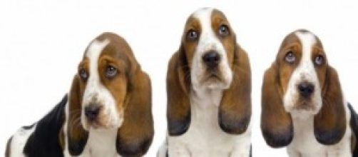 Tomemos como ejemplo a los animales