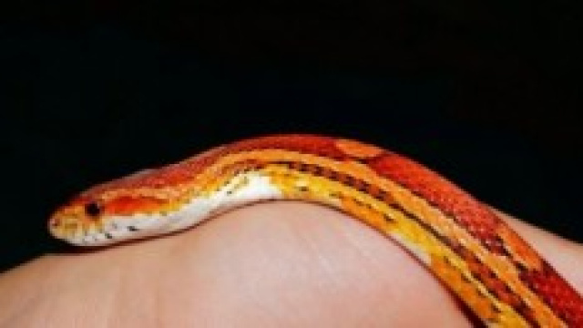 Chi &egrave; il nuovo ospite in casa? Un serpente!