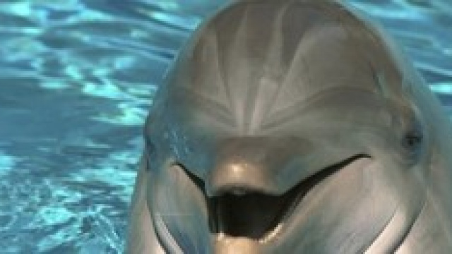 Cucciolo di delfino scuoiato in Sardegna