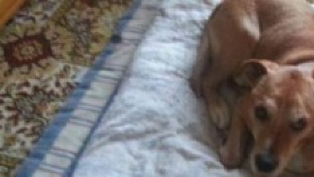 Excalibur, il cane dell'infermiera spagnola