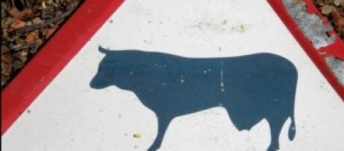 Se&ntilde;al de ganado bravo (Foto: Juan D. Delgado)